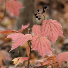 Load image into Gallery viewer, Mapleleaf Viburnum - Viburnum acerifolium
