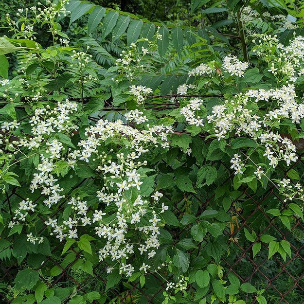 Virginia Clematis - Clematis virginiana