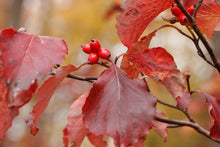 Load image into Gallery viewer, Flowering Dogwood - Cornus florida &#39;Cherokee Princess&#39;
