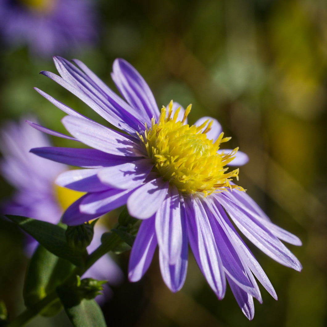 New York Aster - Symphyotrichum novi-belgii