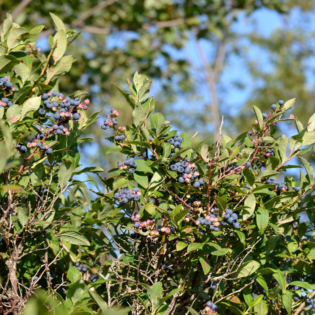 Highbush Blueberry - Vaccinium corymbosum 'Elizabeth'