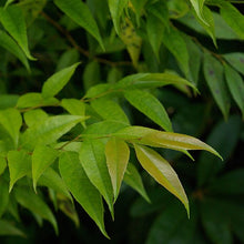 Load image into Gallery viewer, Florida Hobblebush - Agarista populifolia
