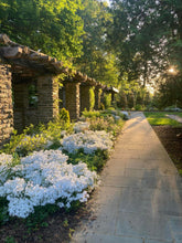 Load image into Gallery viewer, May Breeze Woodland Phlox - Phlox divaricata &#39;May Breeze&#39;
