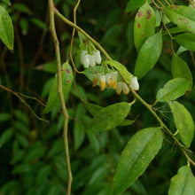 Load image into Gallery viewer, Florida Hobblebush - Agarista populifolia
