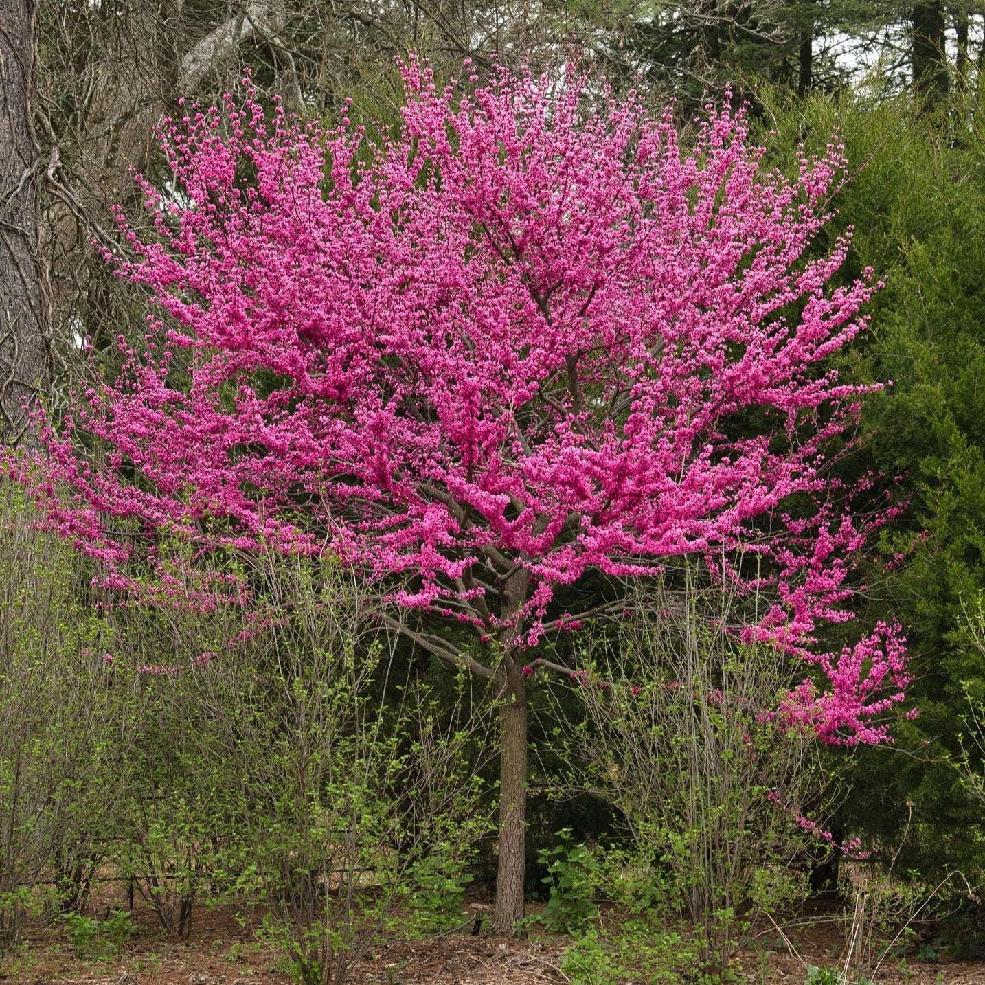 Appalachian Red Eastern Redbud - Cercis canadensis 'Appalachian Red ...