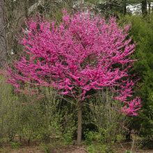 Load image into Gallery viewer, Appalachian Red Eastern Redbud - Cercis canadensis 'Appalachian Red'
