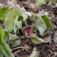 Load image into Gallery viewer, Wild Ginger - Asarum canadense
