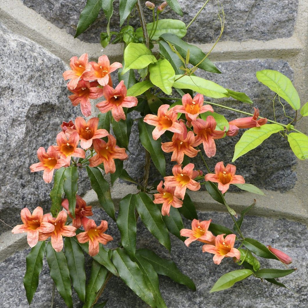 Crossvine - Bignonia capreolata