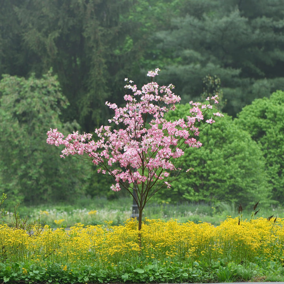 Flowering Dogwood - Cornus florida 'Comco No. 1'