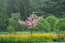 Load image into Gallery viewer, Golden Grounsel - Packera aurea
