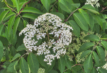 Load image into Gallery viewer, American Black Elderberry - Sambucus canadensis
