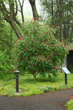 Load image into Gallery viewer, Red Buckeye - Aesculus pavia
