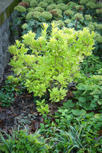 Load image into Gallery viewer, Yellow Anise Tree - Illicium parviflorum &#39;Florida Sunshine&#39;
