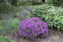 Load image into Gallery viewer, Grape Crush New England Aster - Symphyotrichum novae-angliae 'Grape Crush'
