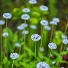 Load image into Gallery viewer, Broadleaf Barbara's Buttons - Marshallia trinervia
