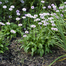 Load image into Gallery viewer, Barbara's Buttons - Marshallia grandiflora
