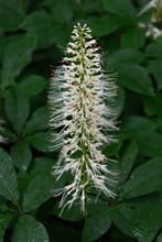 Load image into Gallery viewer, Bottlebrush Buckeye - Aesculus parviflora
