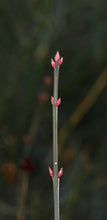 Load image into Gallery viewer, Strawberry Bush - Euonymus americanus
