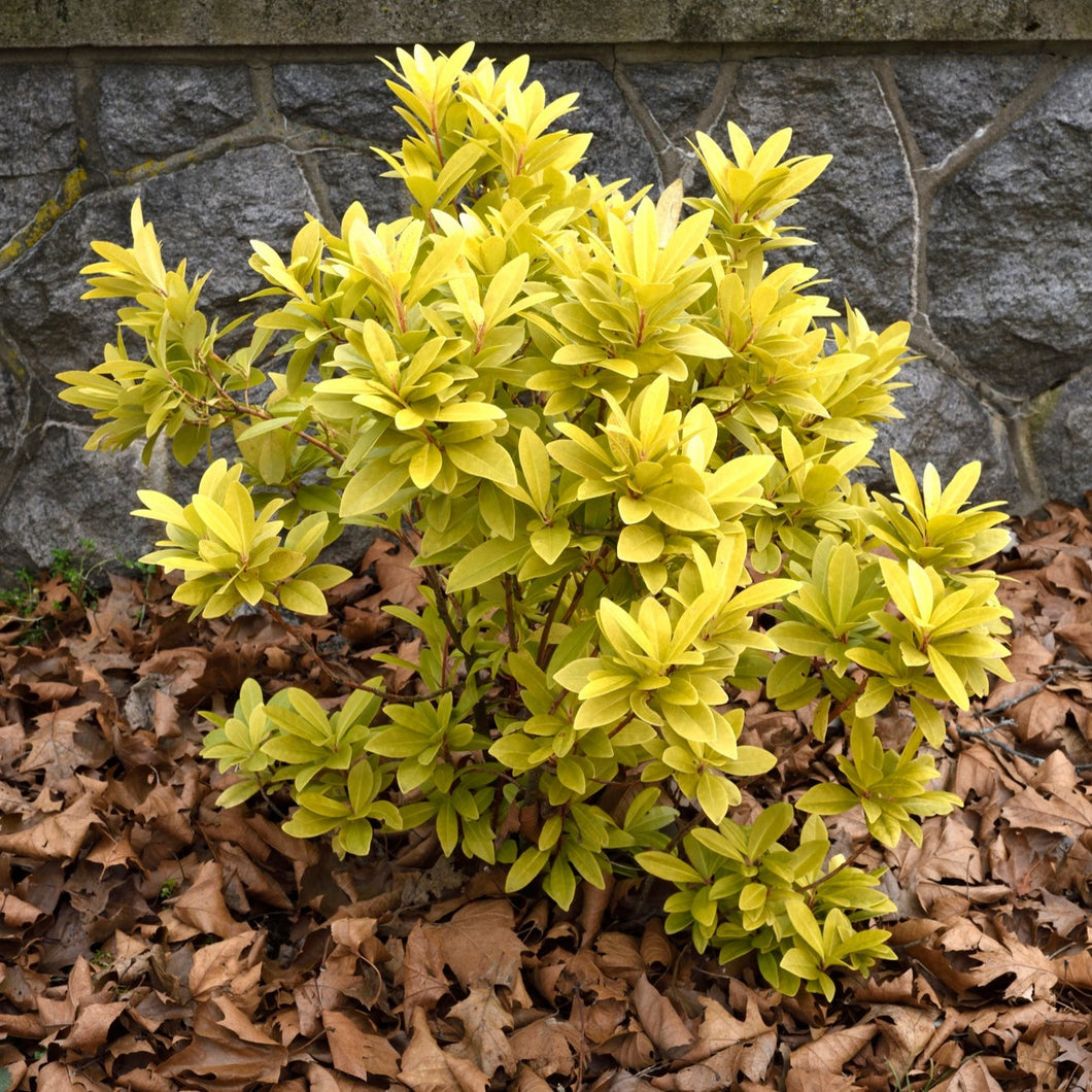 Yellow Anise Tree - Illicium parviflorum 'Florida Sunshine'