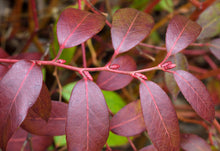 Load image into Gallery viewer, Coastal Doghobble - Leucothoe axillaris &#39;ReJoyce&#39;
