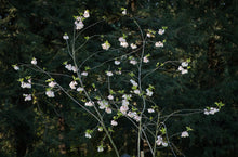 Load image into Gallery viewer, Mountain Silverbell - Halesia tetraptera
