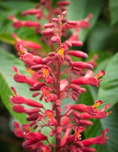 Load image into Gallery viewer, Red Buckeye - Aesculus pavia

