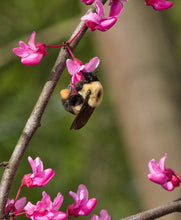 Load image into Gallery viewer, Appalachian Red Eastern Redbud - Cercis canadensis 'Appalachian Red'
