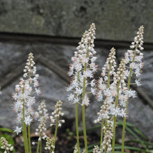 Load image into Gallery viewer, Octoraro Foamflower - Tiarella cordifolia &#39;Octoraro&#39;
