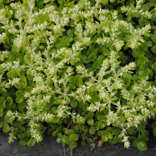 Load image into Gallery viewer, Larinum Park Woodland Stonecrop - Sedum ternatum &#39;Larinum Park&#39;
