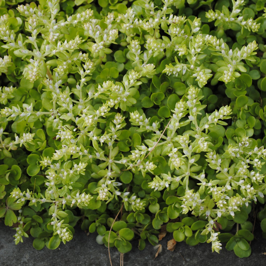 Woodland Stonecrop - Sedum ternatum 'Larinum Park'
