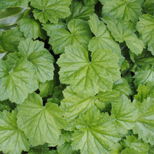 Load image into Gallery viewer, Autumn Bride Hairy Alumroot - Heuchera villosa 'Autumn Bride'
