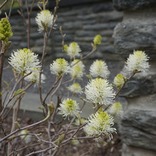 Load image into Gallery viewer, Blue Shadow Witch Alder - Fothergilla x intermedia 'Blue Shadow'
