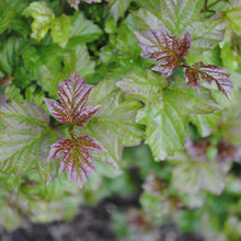 Load image into Gallery viewer, Mapleleaf Viburnum - Viburnum acerifolium
