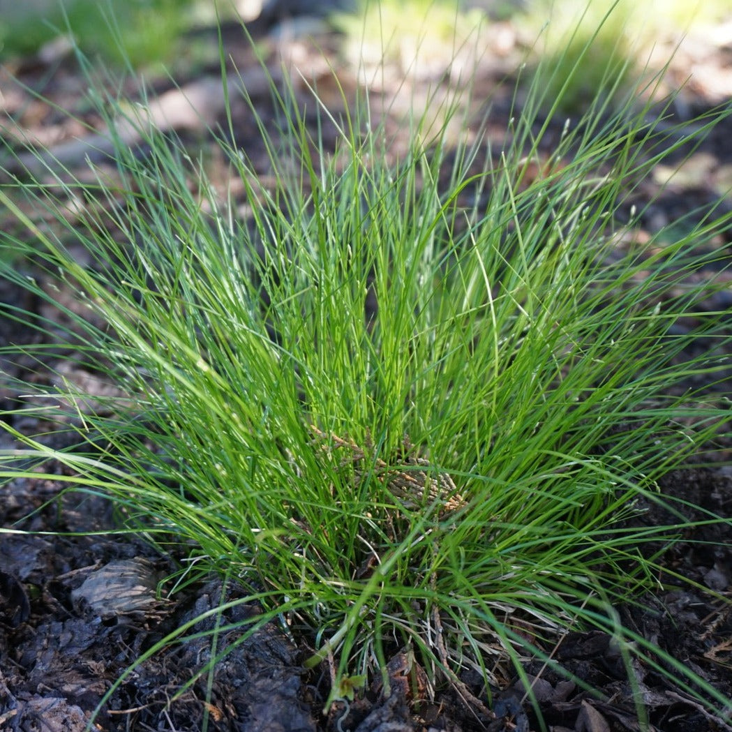 Appalachian Sedge - Carex appalachica