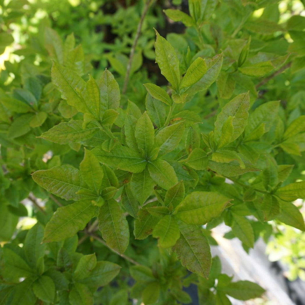 Jim Dandy Winterberry (Male) - Ilex verticillata 'Jim Dandy'