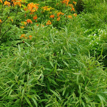 Load image into Gallery viewer, Sweetfern - Comptonia peregrina
