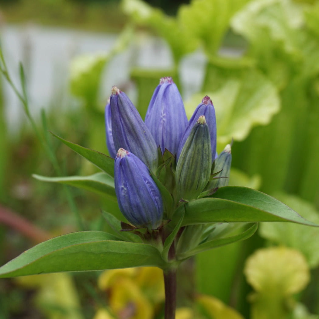 Closed Bottle Gentian - Gentiana andrewsii