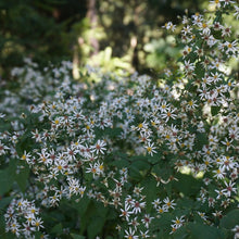 Load image into Gallery viewer, White Wood Aster - Eurybia divaricata
