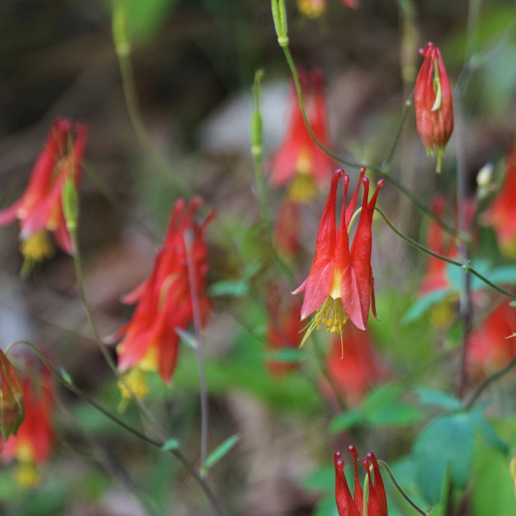 Eastern Red Columbine - Aquilegia canadensis