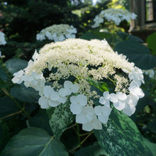Load image into Gallery viewer, Haas Halo Smooth Hydrangea - Hydrangea arborescens &#39;Haas Halo&#39;

