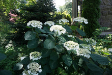 Load image into Gallery viewer, Haas Halo Smooth Hydrangea - Hydrangea arborescens &#39;Haas Halo&#39;
