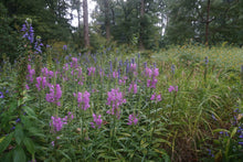 Load image into Gallery viewer, Vivid Obedient Plant - Physostegia virginiana 'Vivid'
