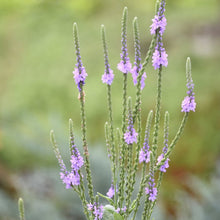 Load image into Gallery viewer, Hoary Vervain - Verbena stricta
