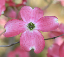 Load image into Gallery viewer, Flowering Dogwood - Cornus florida &#39;Comco No. 1&#39;
