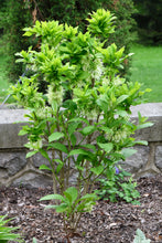 Load image into Gallery viewer, Little Leslie White Fringetree - Chionanthus virginicus 'Little Leslie'
