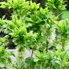 Load image into Gallery viewer, Little Leslie White Fringetree - Chionanthus virginicus 'Little Leslie'
