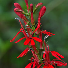 Load image into Gallery viewer, Cardinal Flower - Lobelia cardinalis
