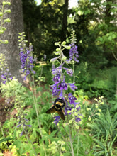 Load image into Gallery viewer, Tall Larkspur - Delphinium exaltatum
