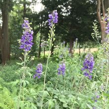 Load image into Gallery viewer, Tall Larkspur - Delphinium exaltatum
