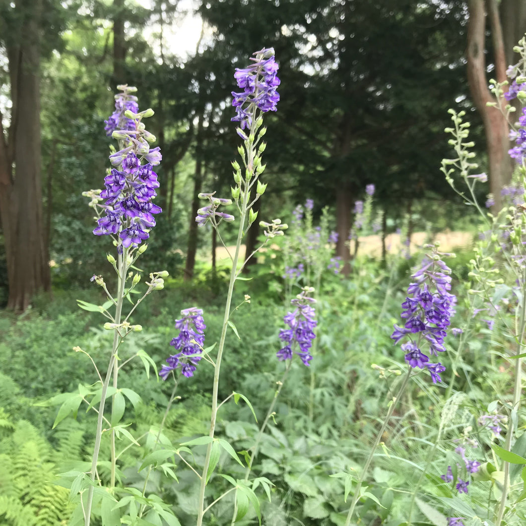 Tall Larkspur - Delphinium exaltatum